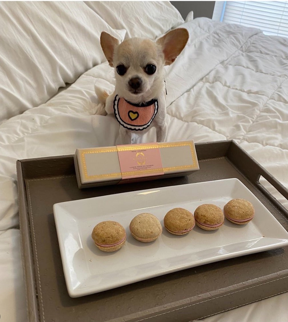 Love Pink Bibs for pets Craz_ycatlovers