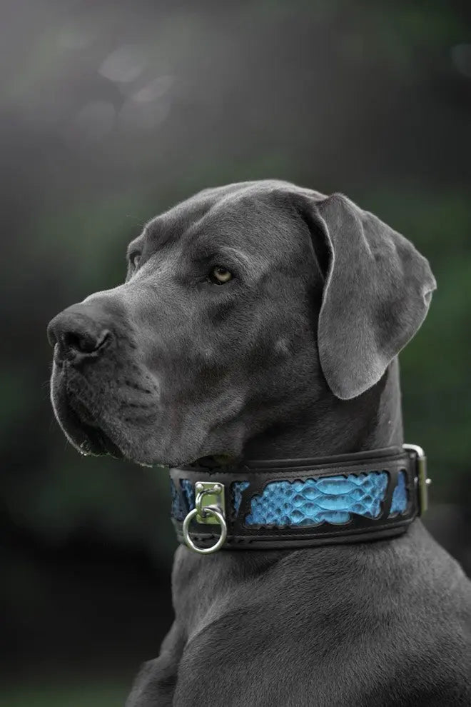 The ''Morelia Python'' collar BESTIA