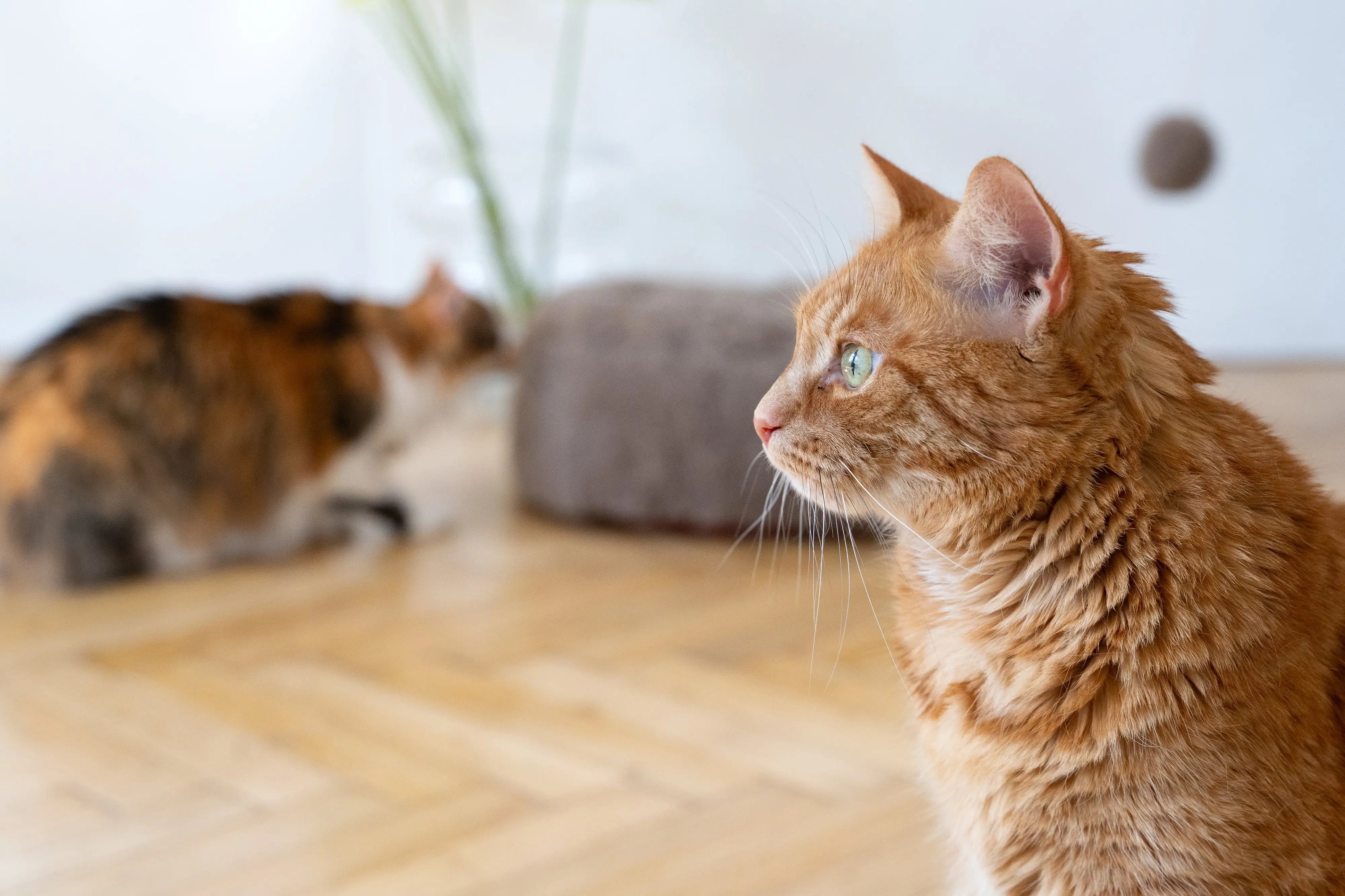 Round Natural Wool Pet Bed - Beige Mellow Pet Store