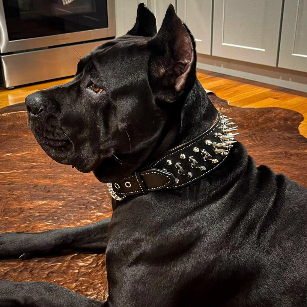 The "Big Boy" collar BESTIA