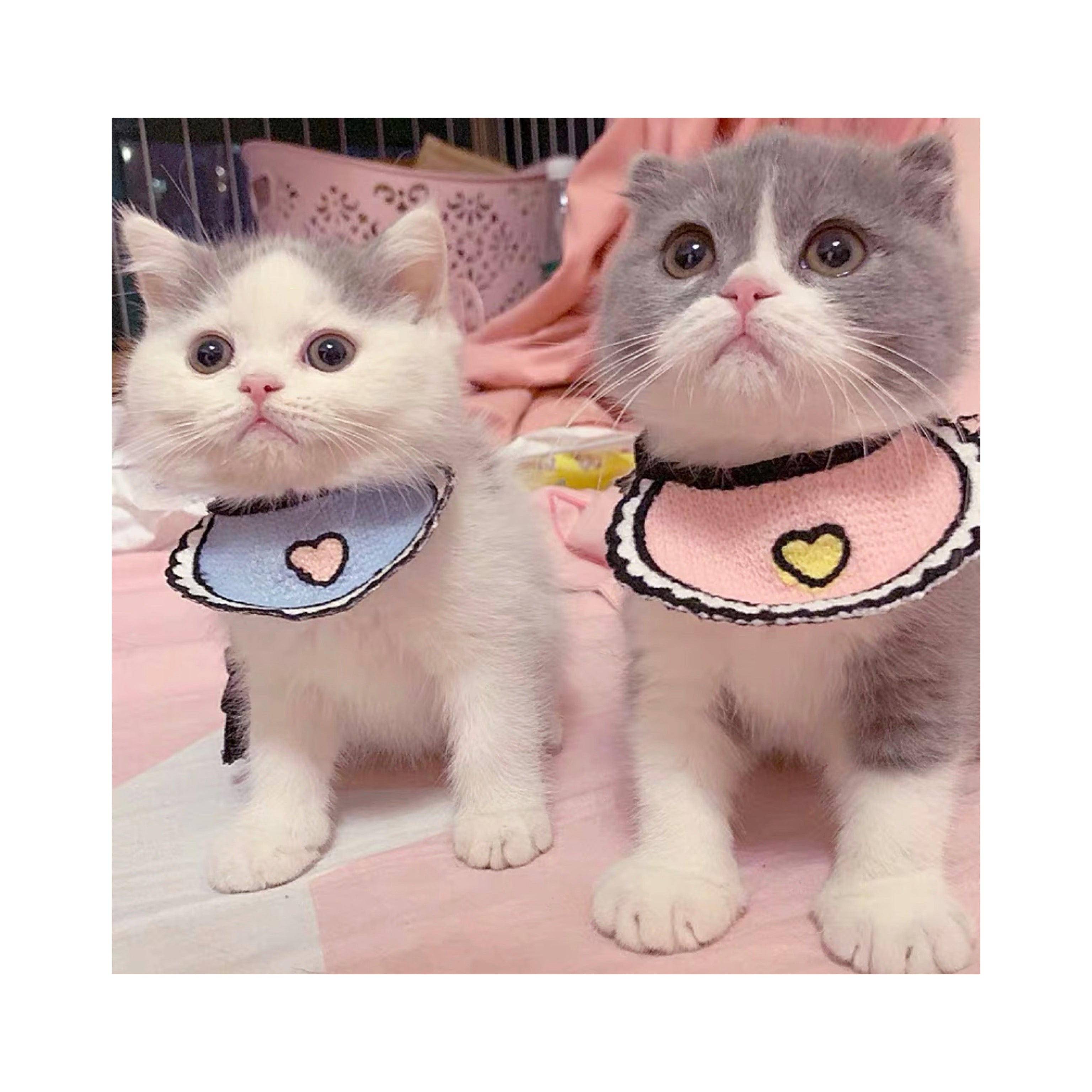 Love Pink Bibs for pets Craz_ycatlovers