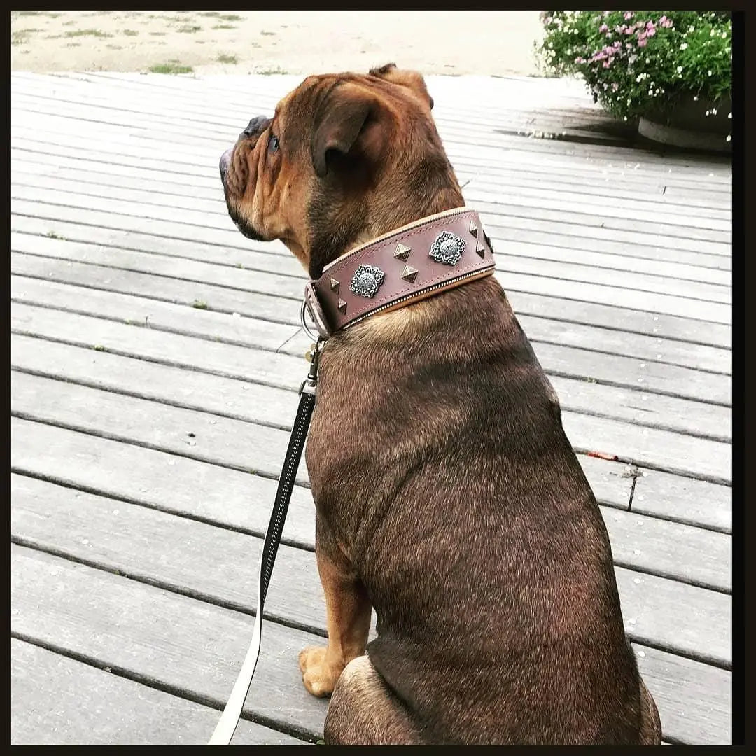 "Aztec" grey dog collar BESTIA