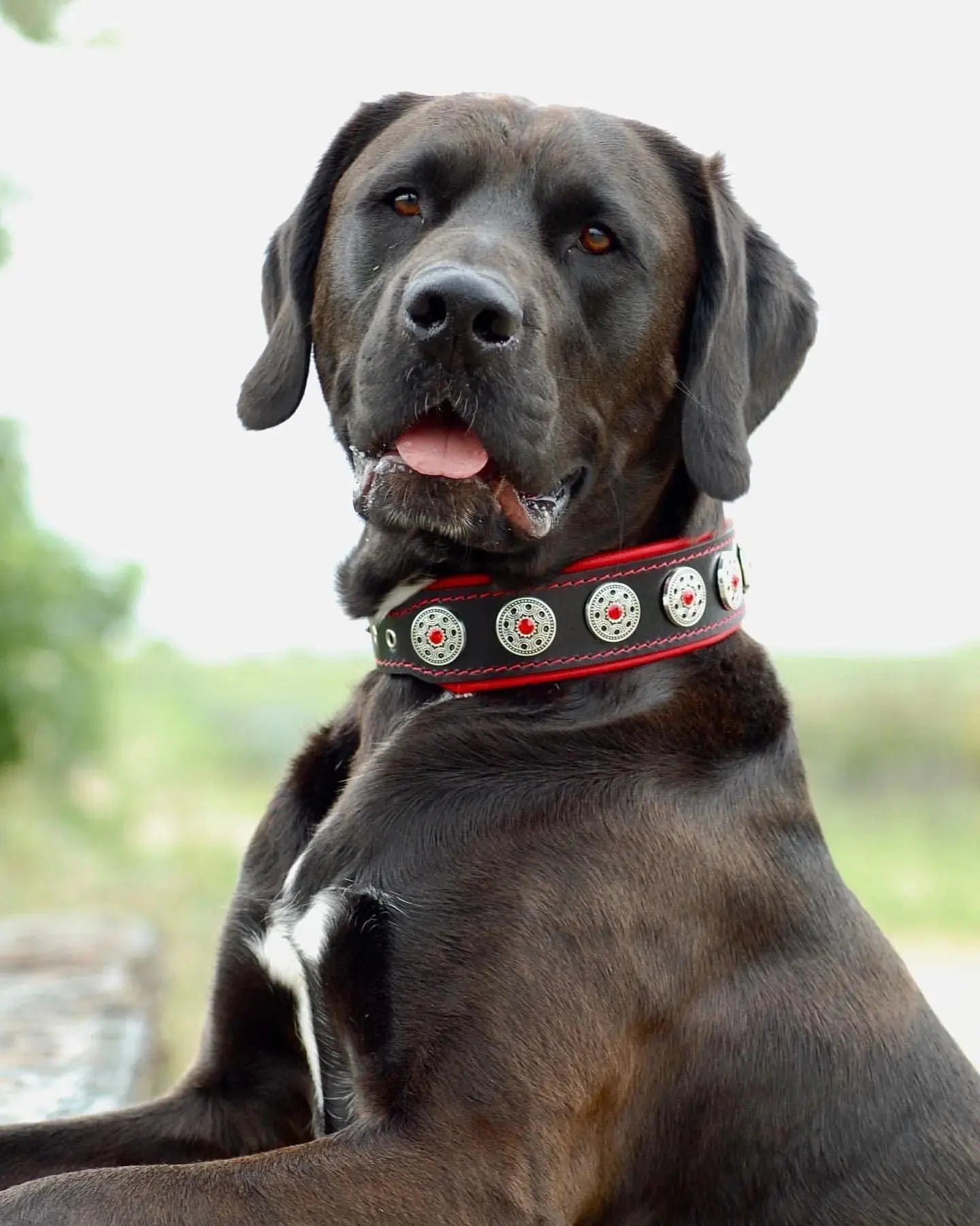 "Bijou" collar black & red BESTIA