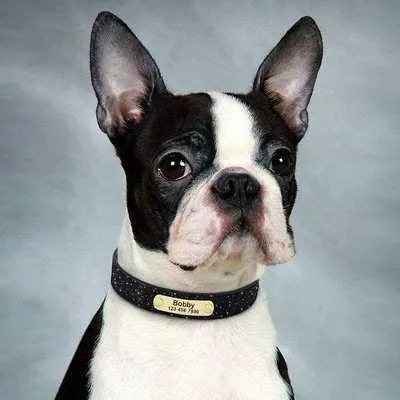 Personalised Sequin Sparkle Pet ID Dog Collar Finnigan's Play Pen