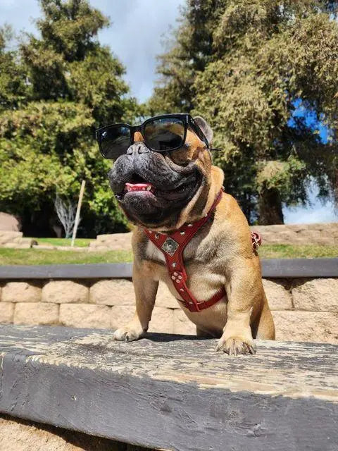 The ''Eros'' harness Black & Orange Small to Medium Size BESTIA