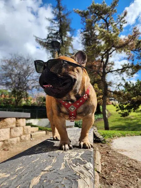 The ''Eros'' harness Black & Orange Small to Medium Size BESTIA