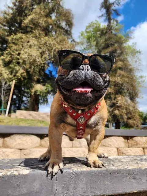 The ''Eros'' harness Black & Orange Small to Medium Size BESTIA