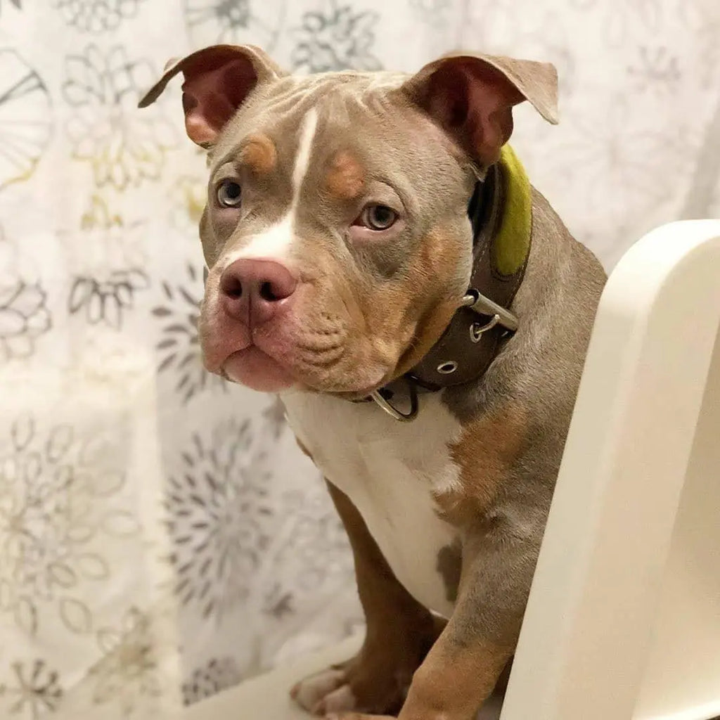 The ''Shrek'' collar BESTIA