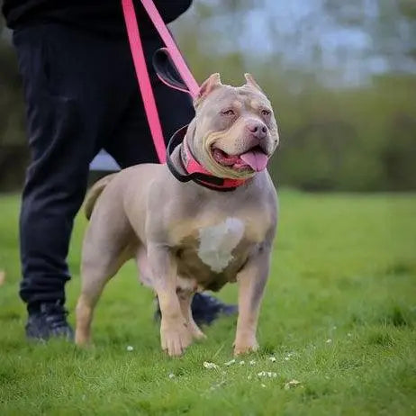 BESTIA DOG SPORT dual handle leash neon pink BESTIA DOG SPORT